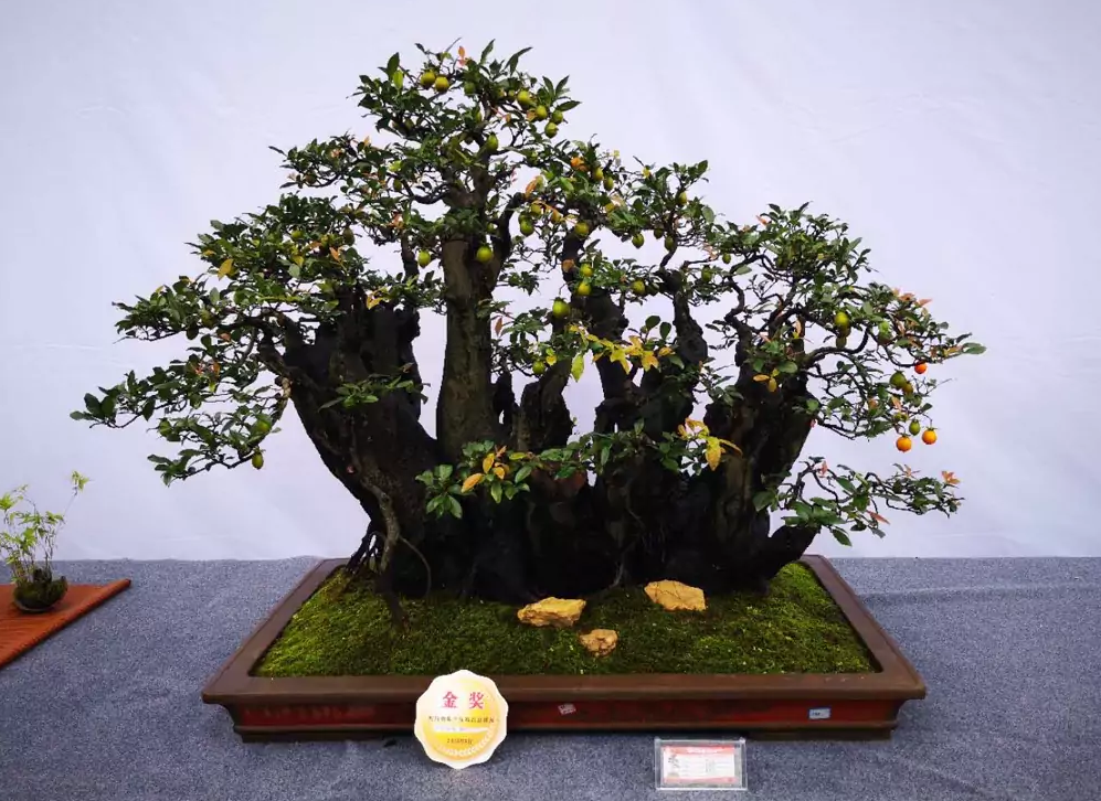 四川盆景展上的"金弹子",金,银,铜奖全在这里,觉得如何?