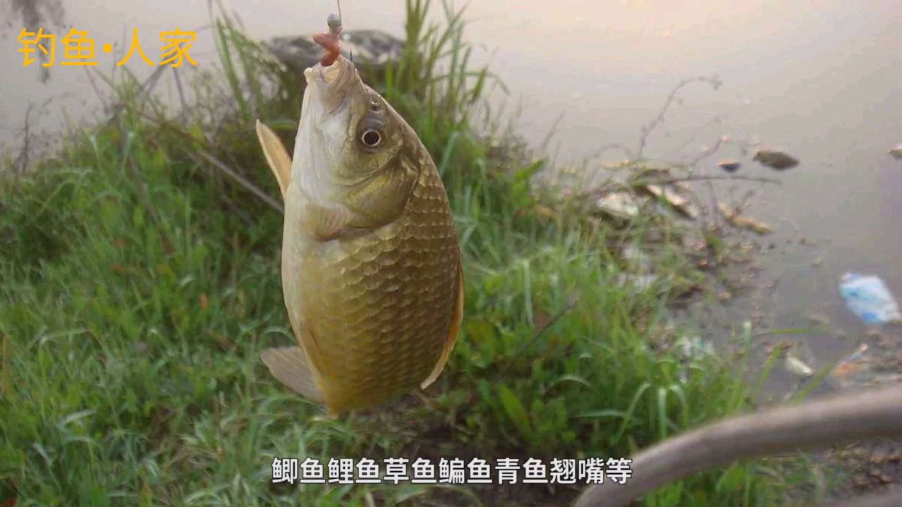 钓鱼教学:渔筏作钓野生大鱼,灵活轻巧垂钓野钓鲫鱼