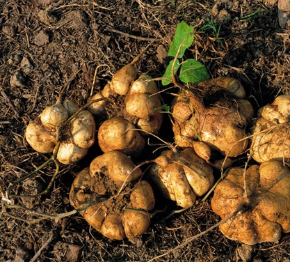 长在土里的3种水果,赌10包辣条,第三种你没吃过!