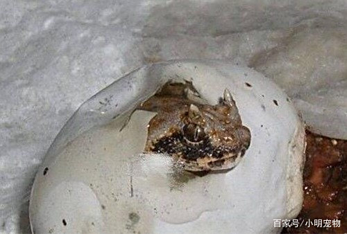 男子捡到一颗蛋,之后竟孵化出头上长角的蛇,朋友却让赶紧送走 男子捡到一颗蛋,之后竟孵化出头上长角的蛇,朋友却让赶紧送走