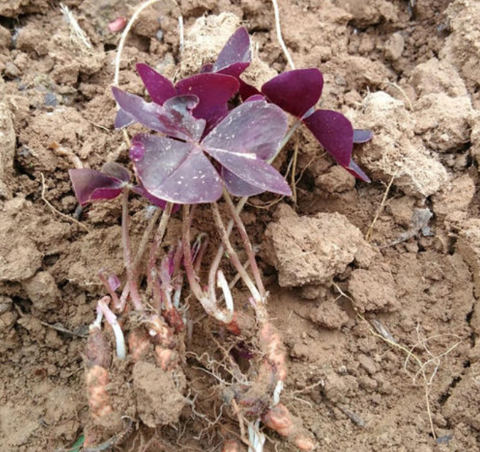 想让紫叶酢浆草长势好,少生病,及时"分家"很有必要