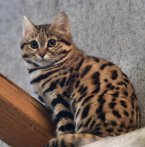 猫咪百科之奥西猫