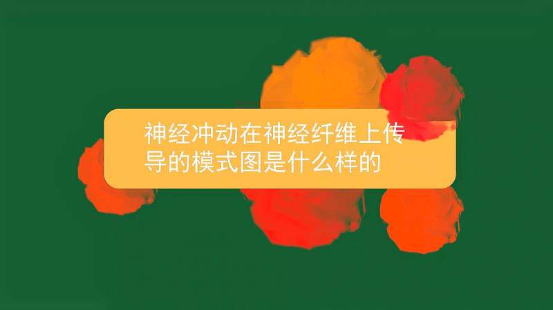 神经冲动在神经纤维上传导的模式图是什么样的