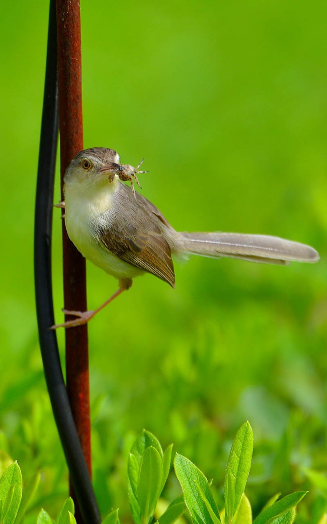 酷酷的楔尾丽椋鸟