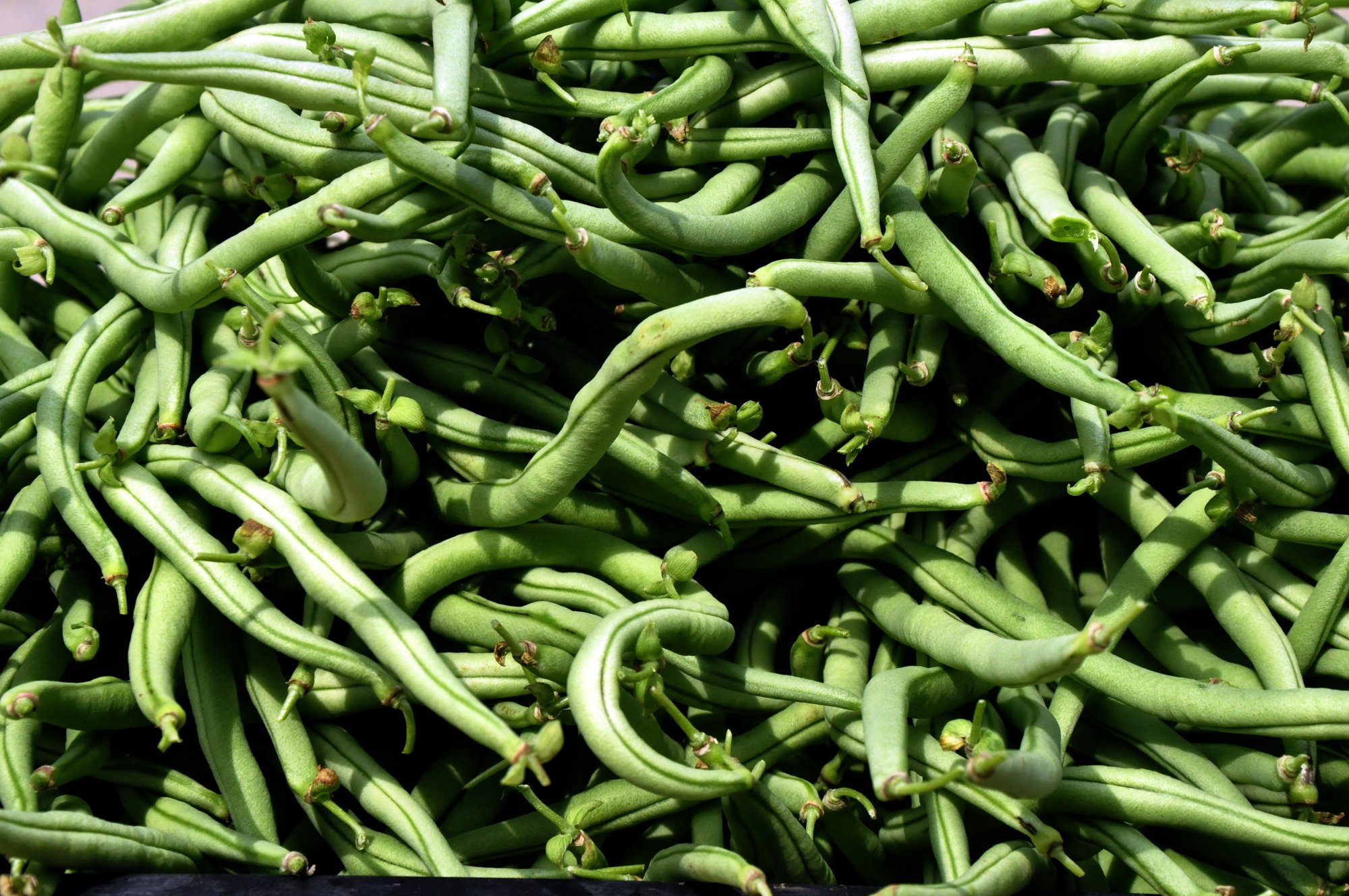 贵州黔西:反季节无筋棒豆开采上市