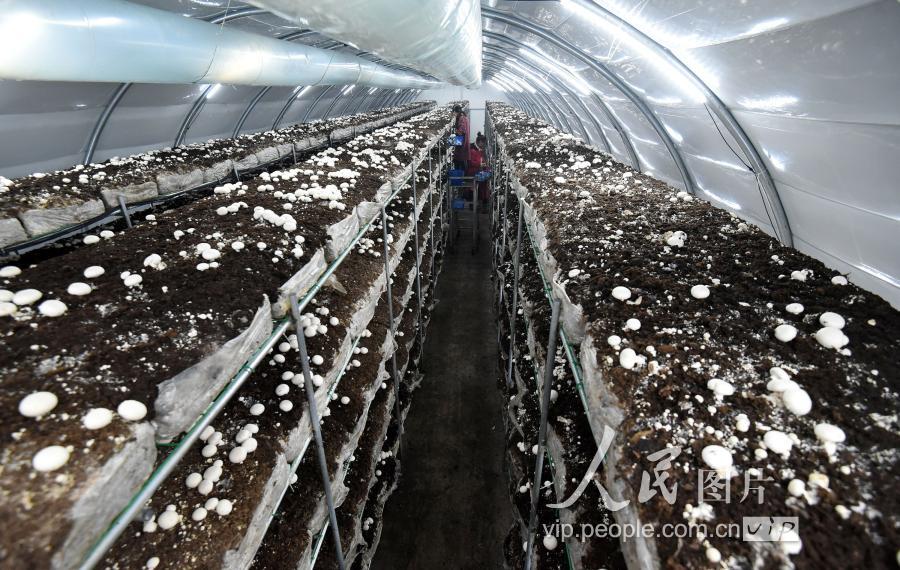 河北磁县:小小双孢菇撑起脱贫"致富伞"