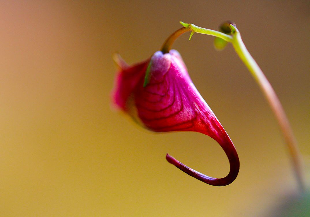 常见花茶种类(6)--龙虾花茶