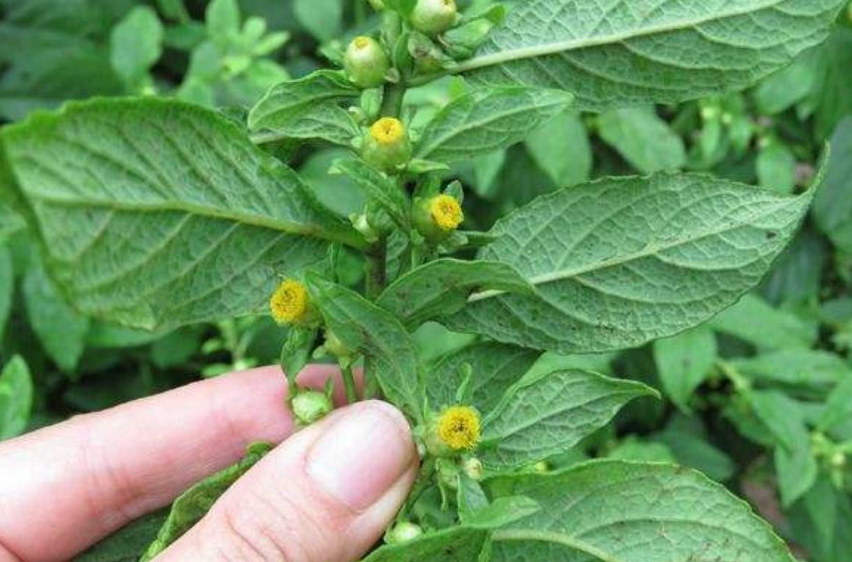 农村这一种野草,古代时候能使鹿死而复生,人称"鹿活草"