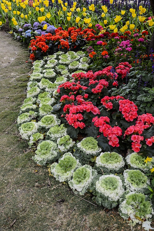 植物风光,云台花园里的花