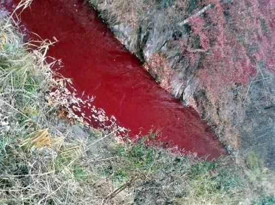 韩国抑制非洲猪瘟,5万头猪未及时填埋江水被染红,称:都怪中国