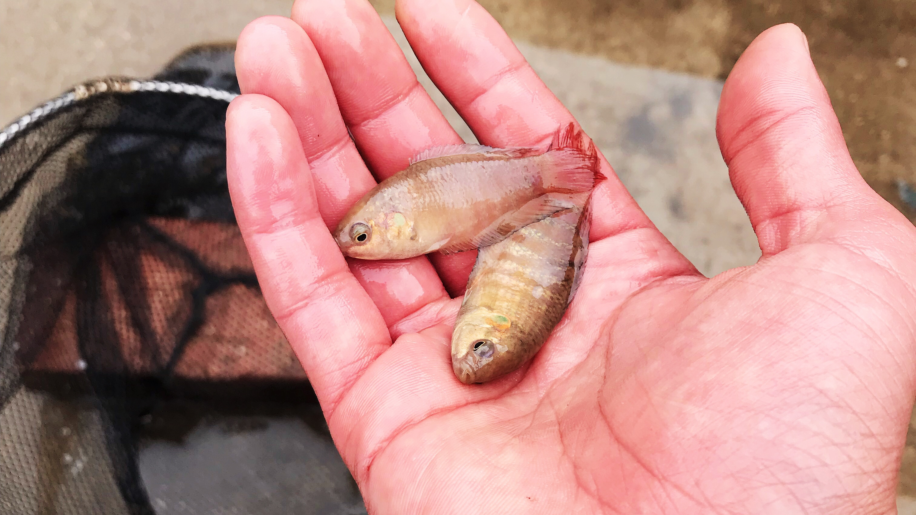 小时候这种鱼泛滥成灾,如今一条能卖400元?死了这么多亏大了!