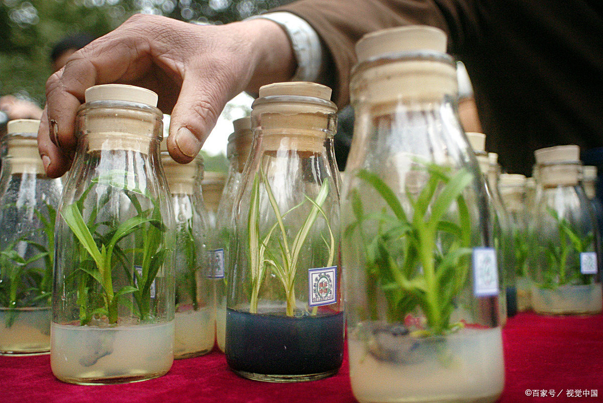 兰花 组培和科技苗 - 2020年最新商品信息聚合专区 - 百度爱采购