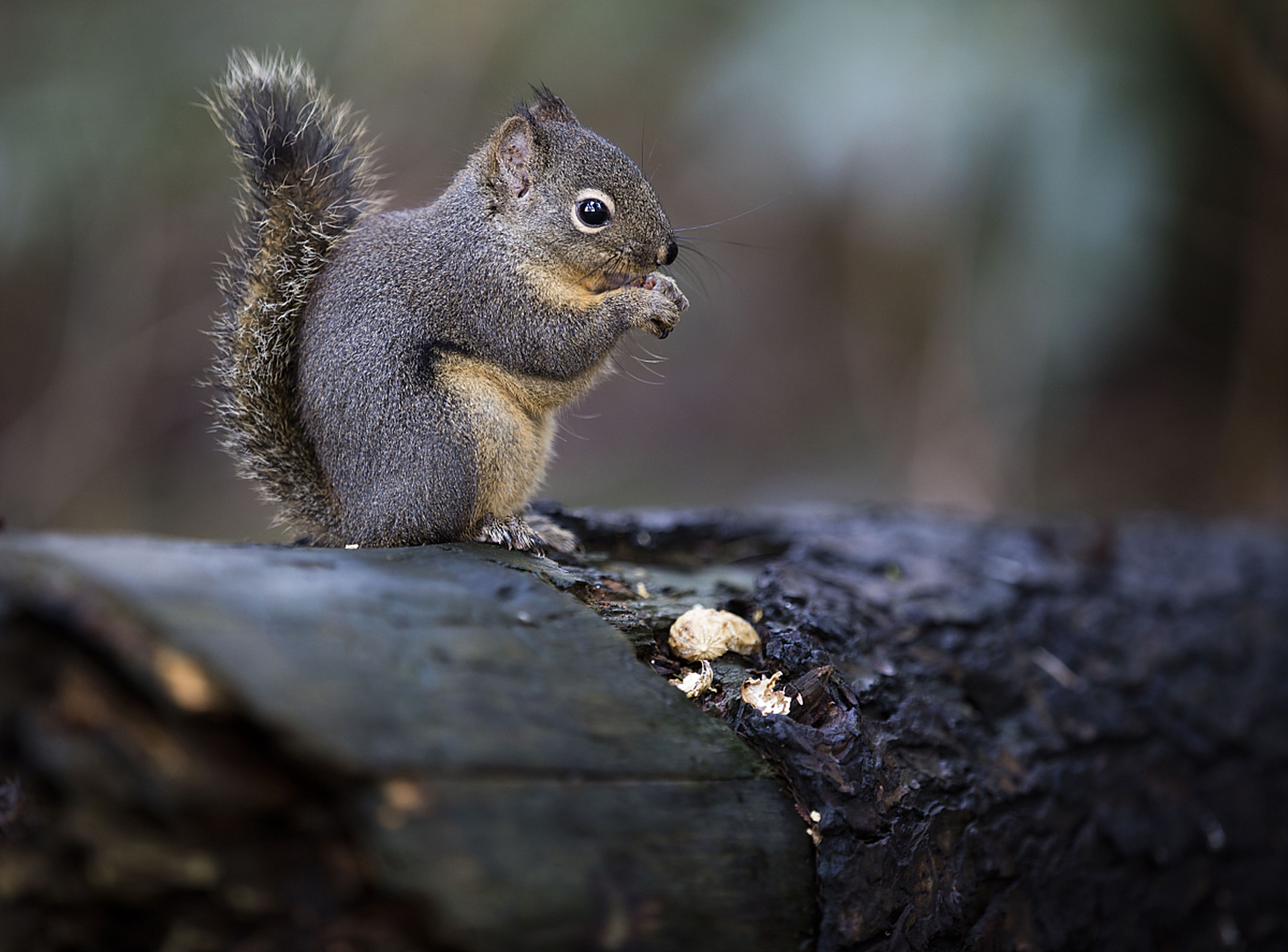 松鼠是啮齿目松鼠科松鼠属的哺乳动物.