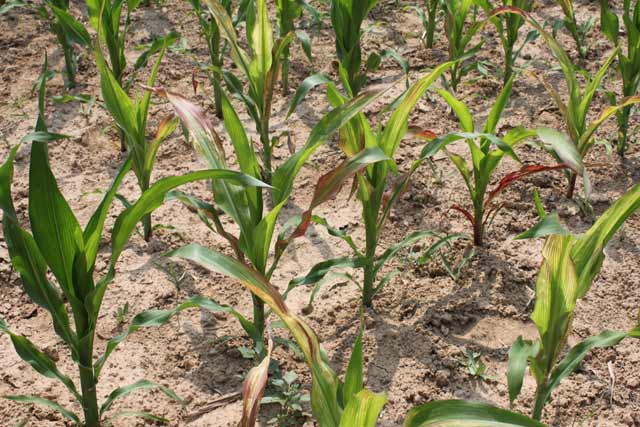 百度爱采购首页 商品专题_苗针对底肥可施用复合肥或玉米专用肥,这样