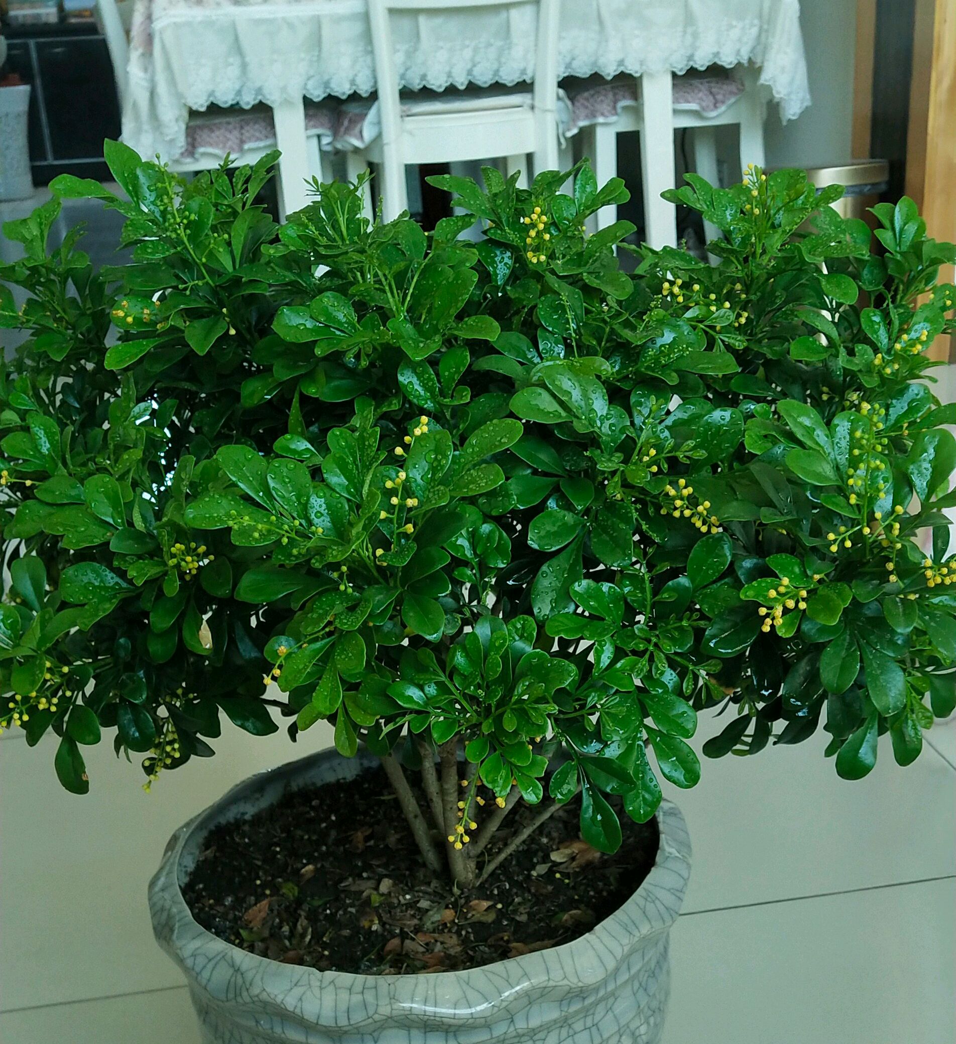 米兰盆栽换盆后叶片发黄又掉落该怎么办?两种换盆方式两种方法