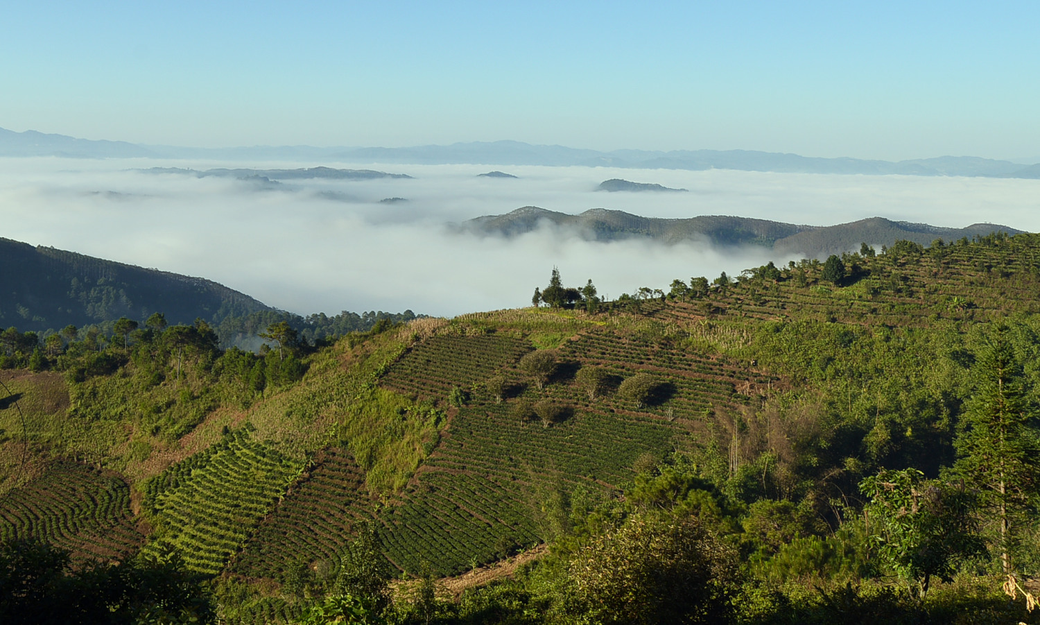 云南景迈山:千年万亩古茶林,云雾缭绕如仙境