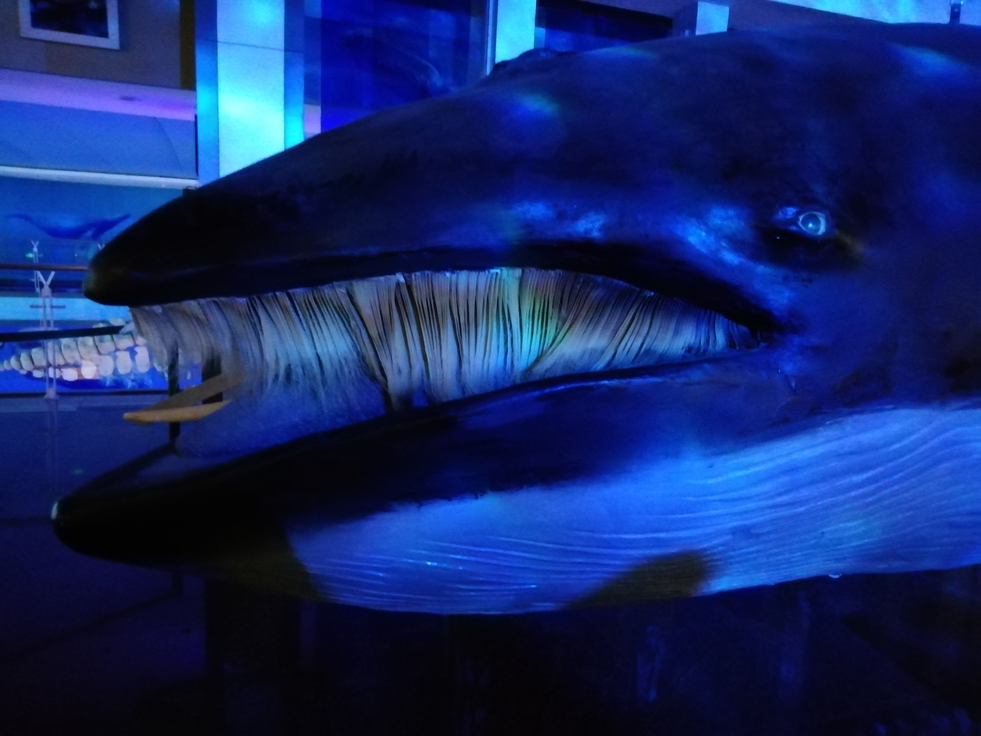 神奇的威海刘公岛鲸馆,有抹香鲸,还有世界最大的鱼!