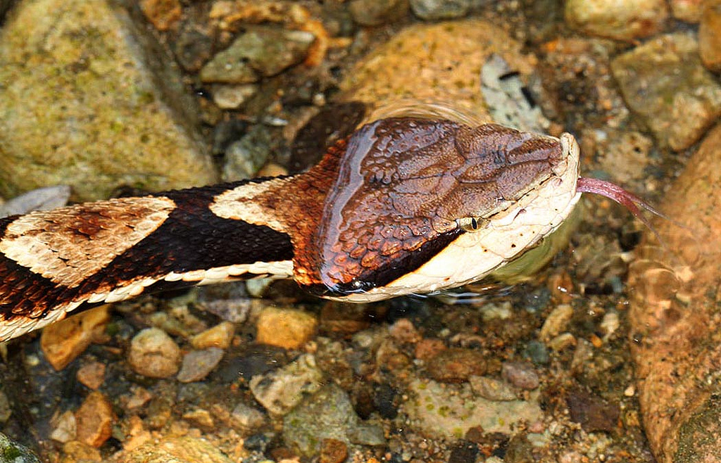 永州异蛇毒性猛烈凶悍,毒蛇里面的毒性之王,它是五步蛇吗?