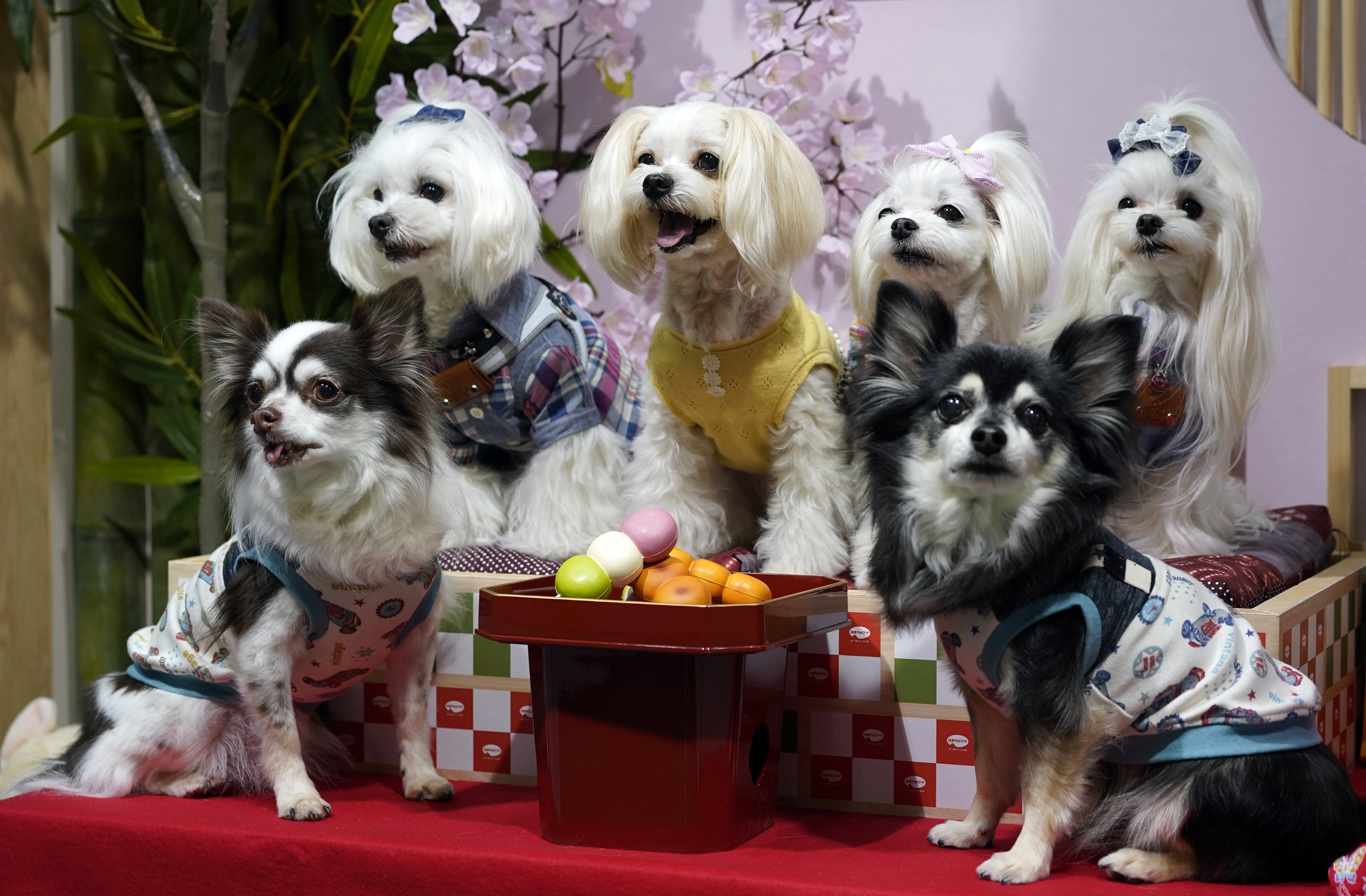 日本举行国际宠物展(11)