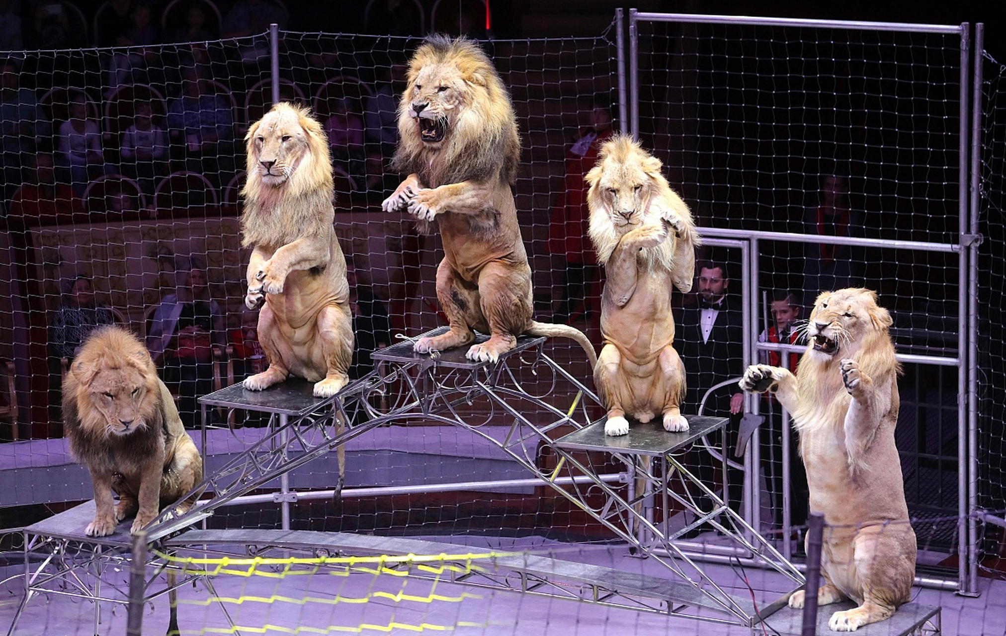 最近,黑龙江省牡丹江市的一家马戏团发生了一起意外事件,引起了社会