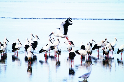 鸟类最多90万只 北大港成候鸟天堂