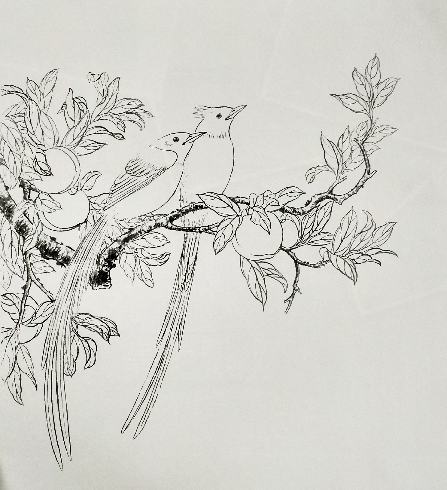 工笔绶带鸟的画法步骤图片