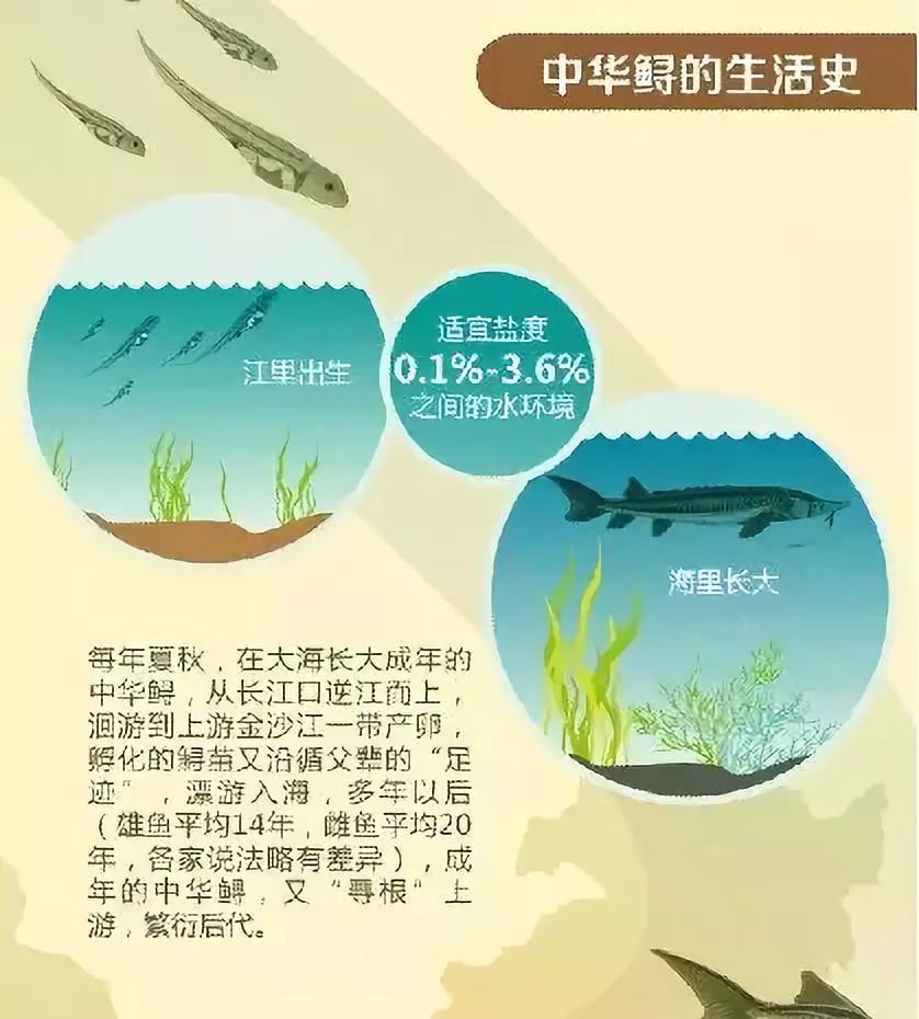 温州渔民捕获"奇怪大鱼" 专家鉴定:是中华鲟本鲟!