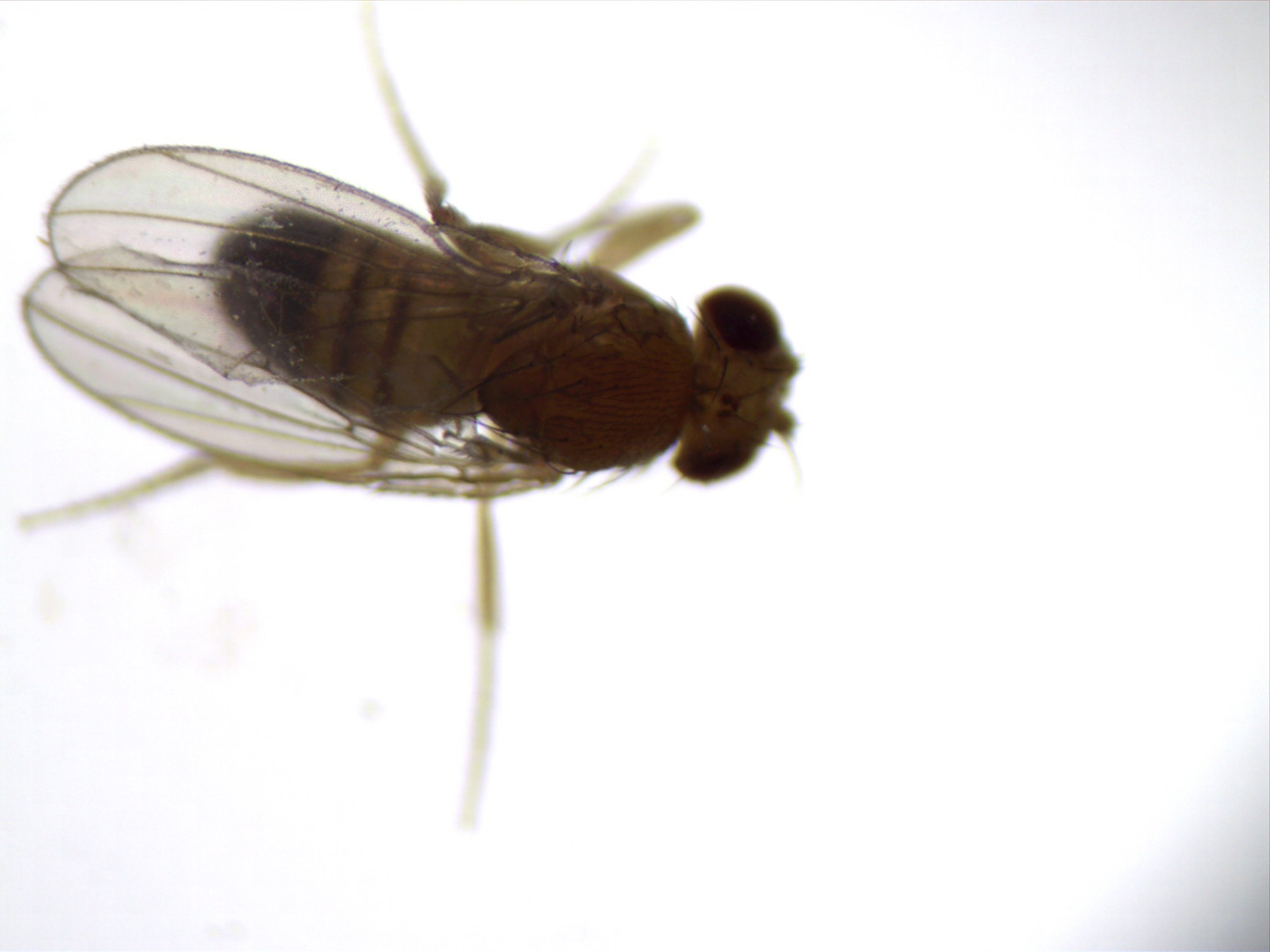 垃圾放久了,会有一些小虫在飞,带你见识显微镜下的果蝇