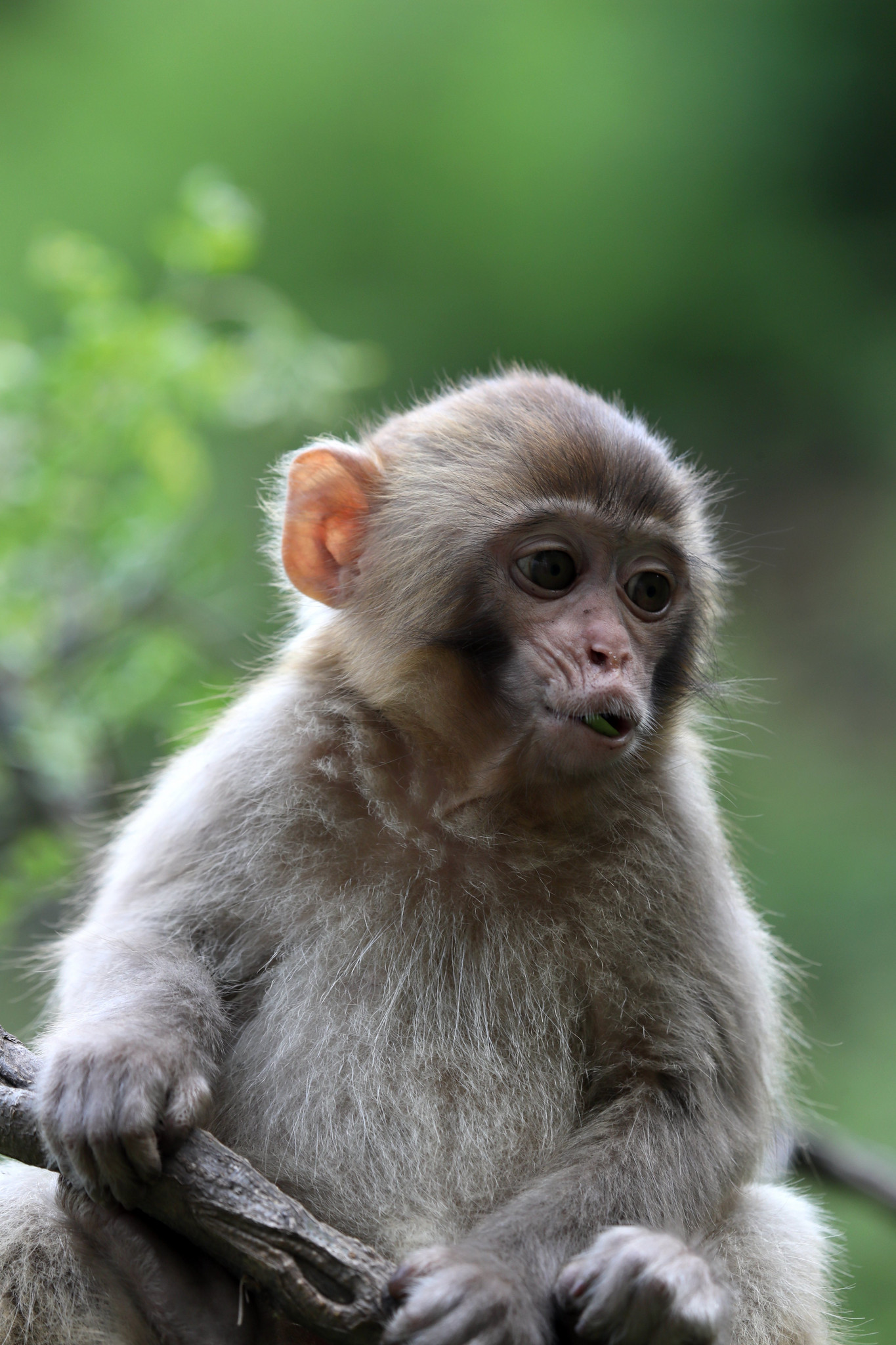 "河南济源:野外猕猴"宝宝"灵动可爱"