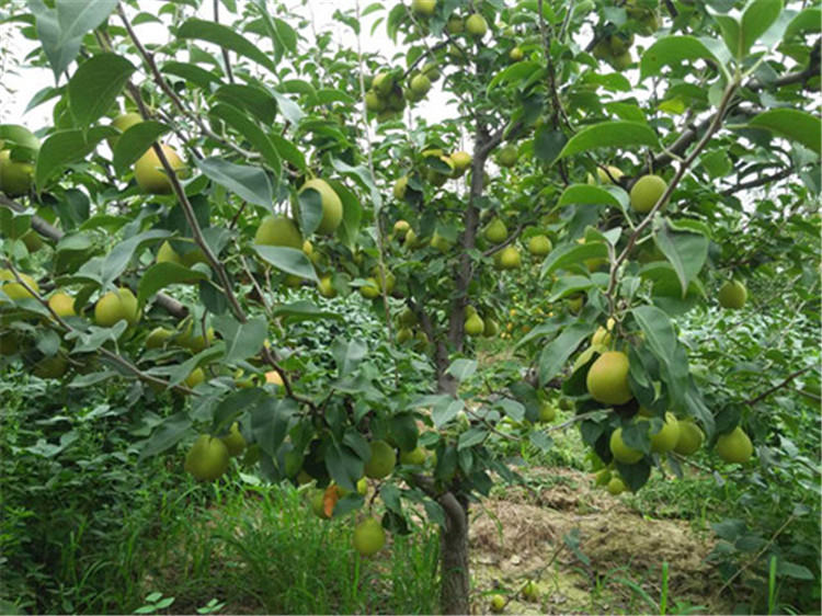 梨树种植的实用施肥技巧