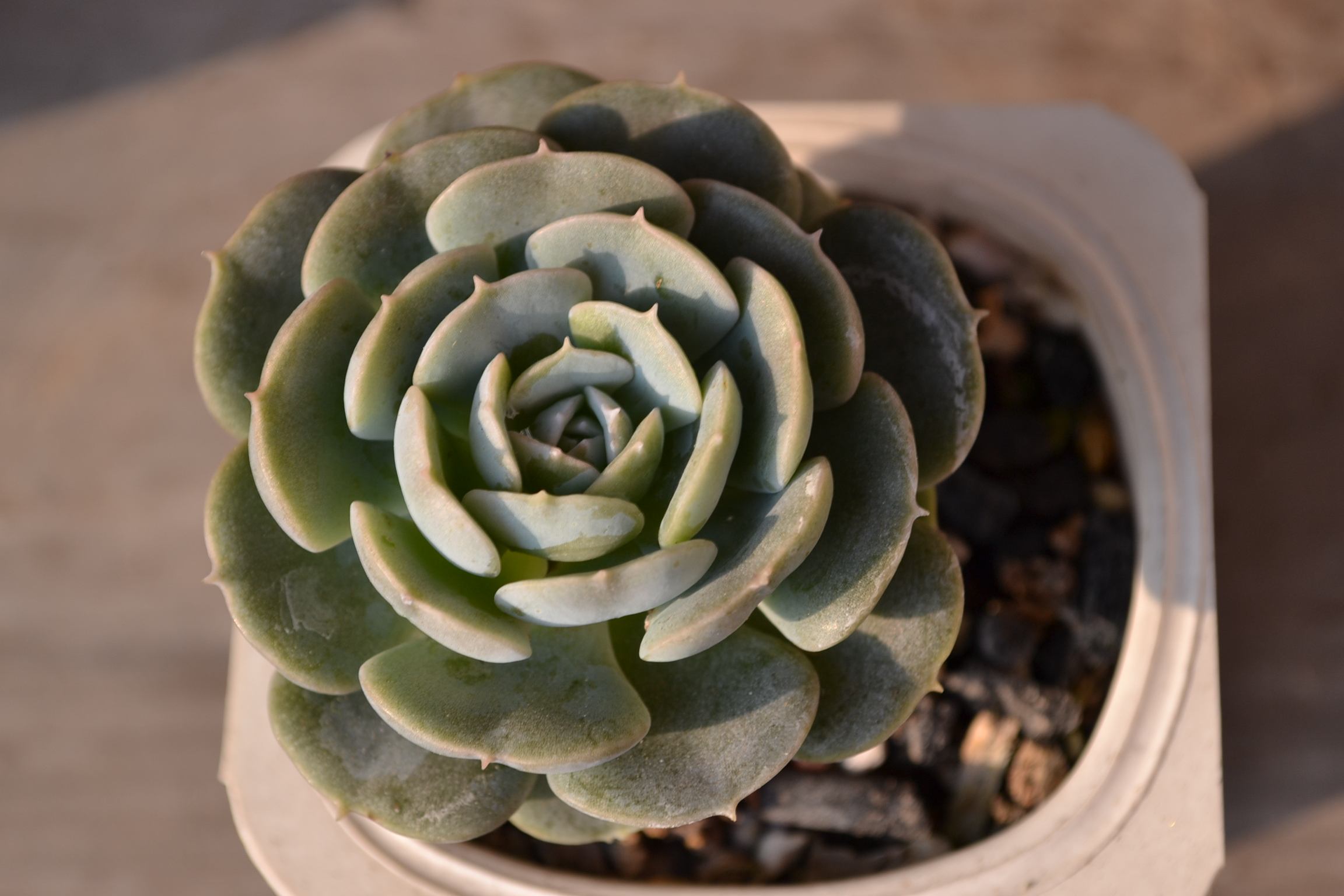 原产墨西哥,植株不大有矮小的茎,叶匙形,灰白色,叶片肥厚垂直生长