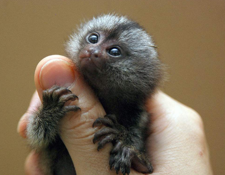 世界上最小的猴子:出生仅比一元硬币重些,很喜欢抓虱子吃