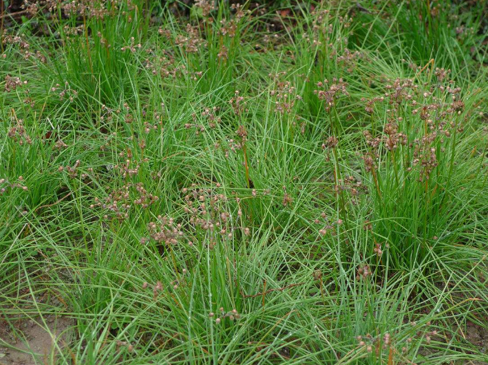 薤白- 热门商品专区