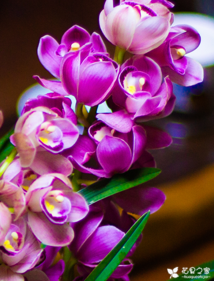 浇水多会烂根吗?大花蕙兰浇水方法