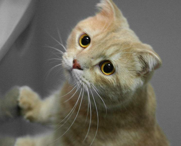 munchkin/曼切堪猫