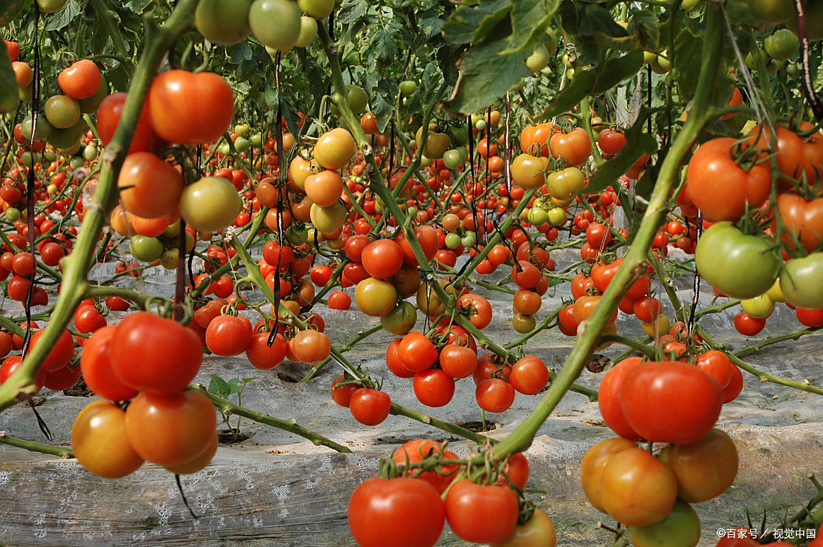 西红柿全程种植技术(西红柿种植技术与管理视频教程)