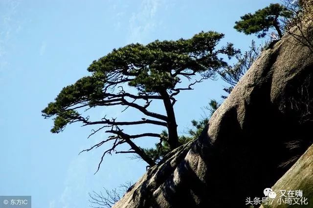 上联 寿比南山松不老