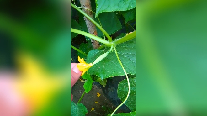 给黄瓜人工授粉