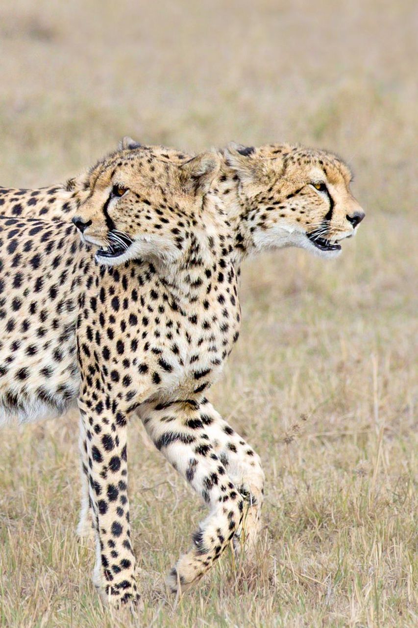 那些令人震惊的"双头双身"动物.其实就是视觉重合啦.