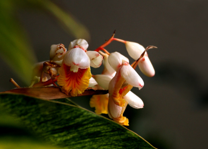 豆蔻- 热门商品专区