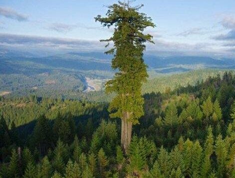 地球上最高的树:澳洲杏仁香桉树高156米(相当于52层楼)