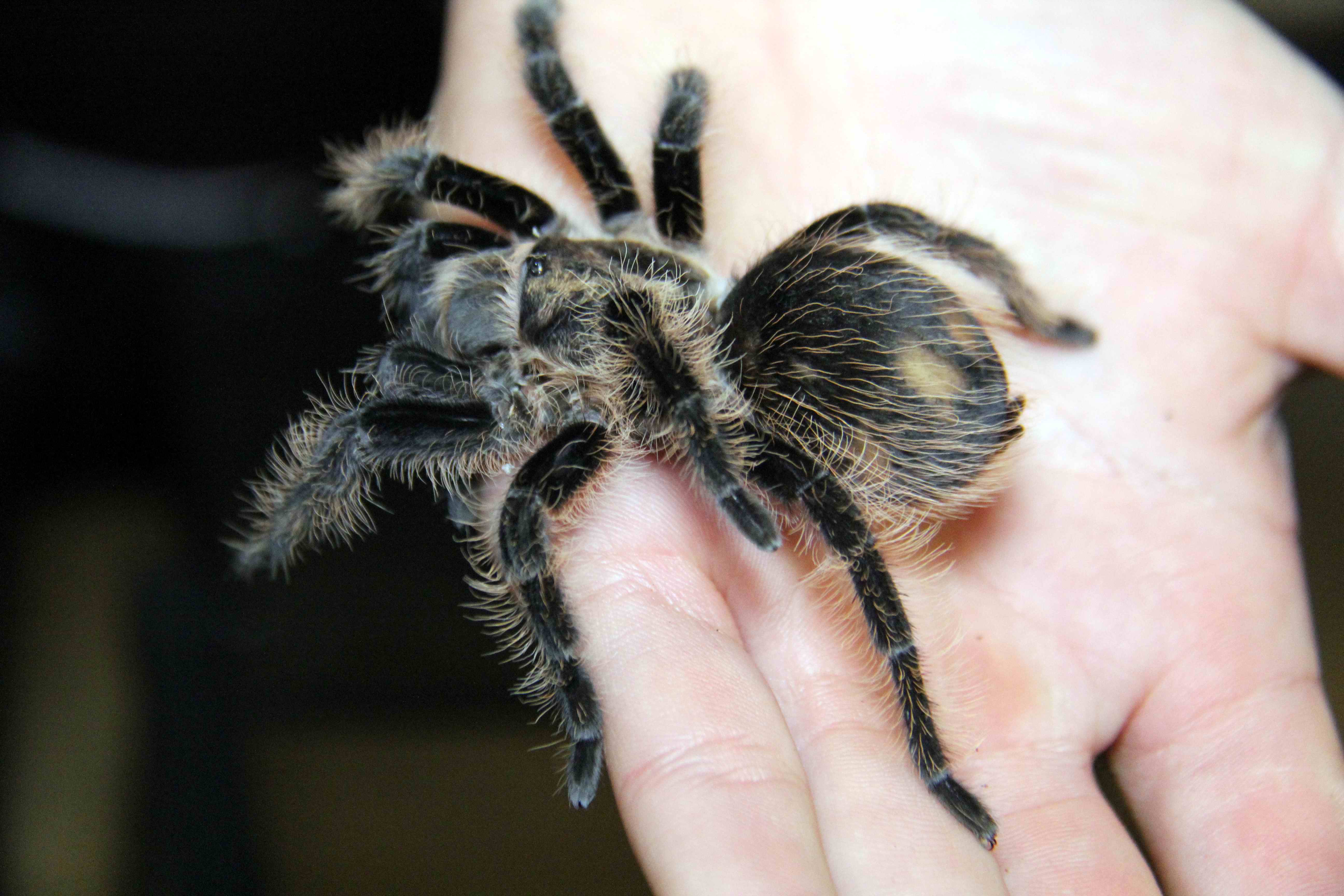 安徽一朋友养的这些大蜘蛛,你见过吗?