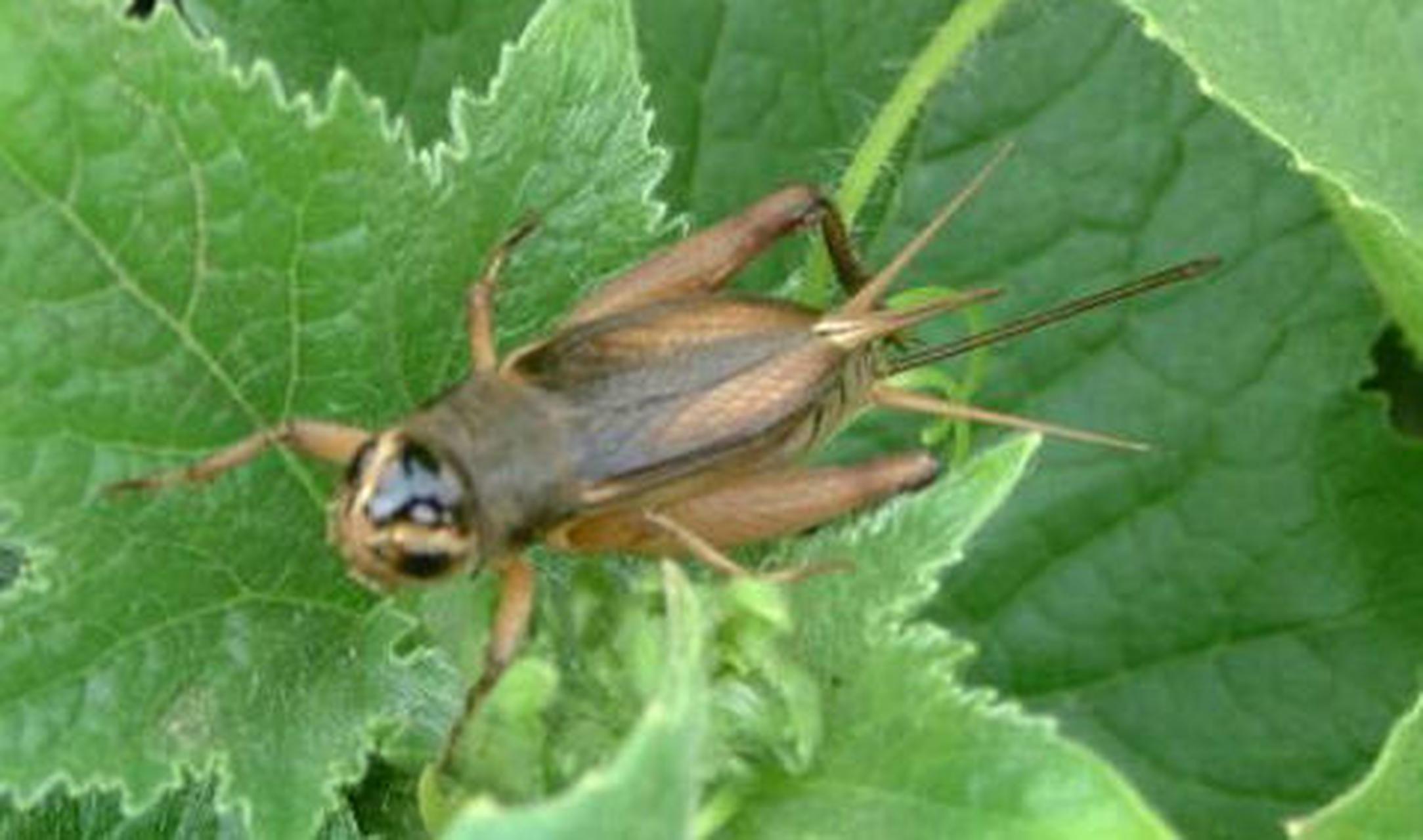 科普知识竞赛#大头狗,中药名.为蟋蟀科动物油葫芦的全体.