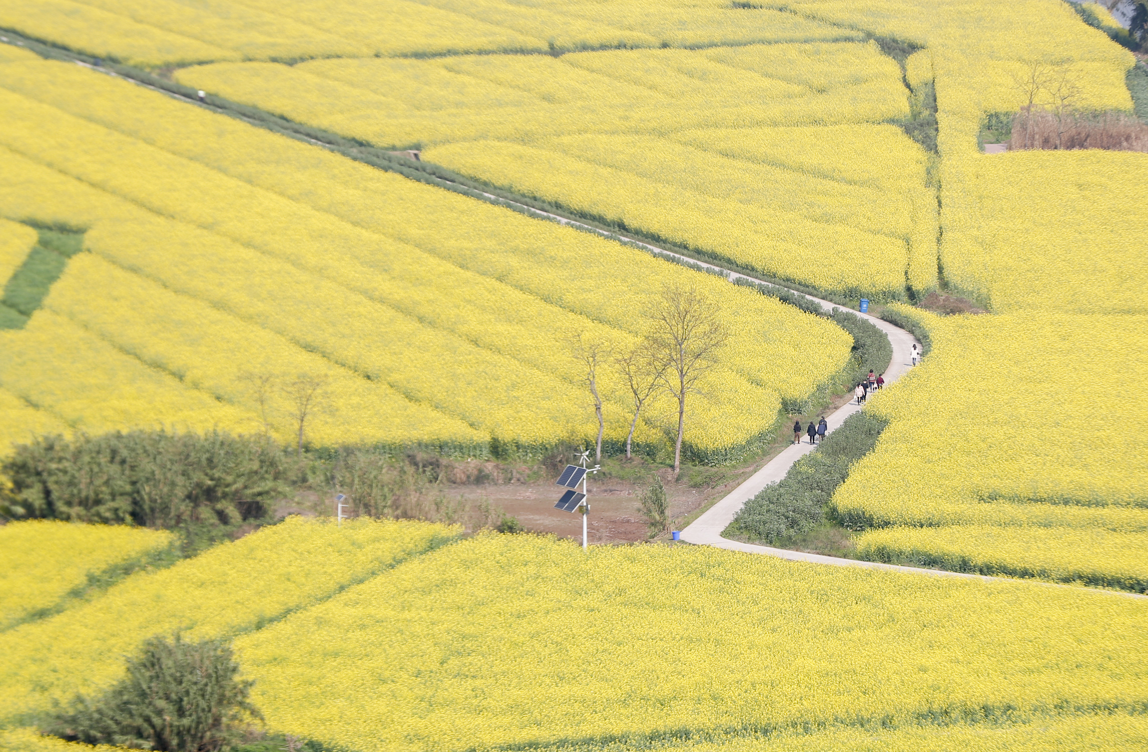 重庆潼南:油菜花开春意浓(2)