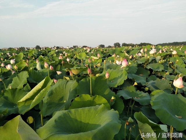 种植香莲,尽管辛苦,收益好于去年