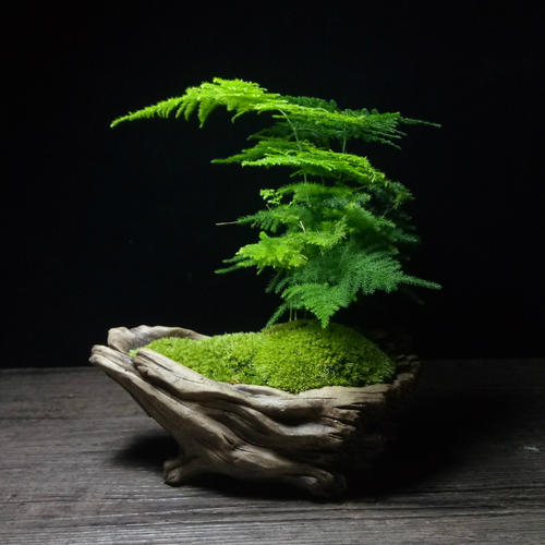 文竹黄叶,学会几点,轻松恢复生机!