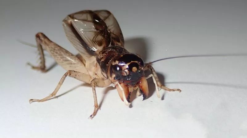 白牙青蟋蟀图片图片