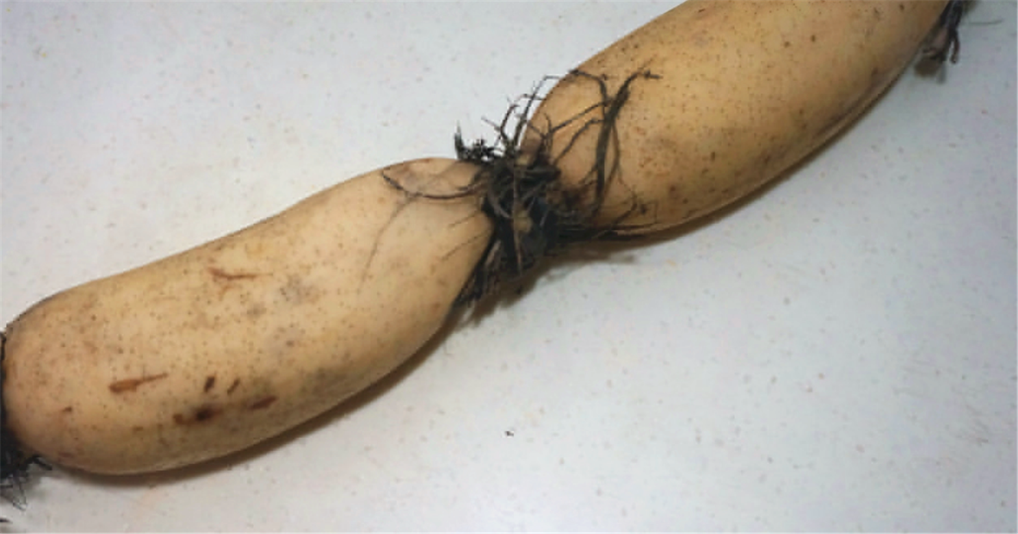 【红糖糯米藕】 材料:藕两节,糯米适量,红糖50克 制作过程: 1.