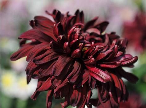 4月发文:"稀有菊花"墨荷,花色如墨,艳压群芳,非常值得拥有