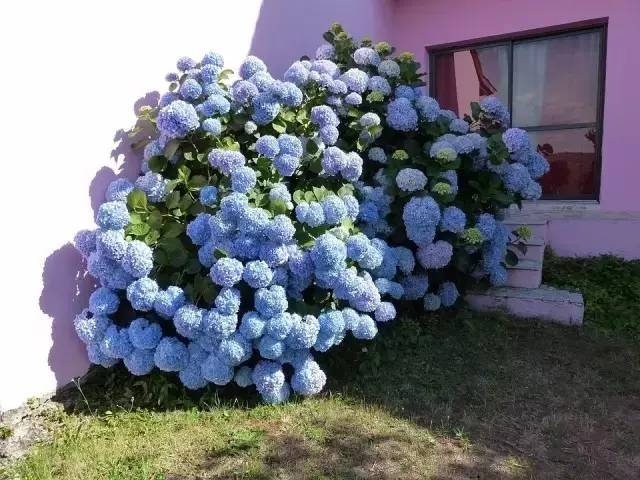 八仙花绣球该怎么养,才会开出大花球